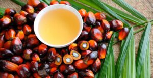 Palmoil Seeds