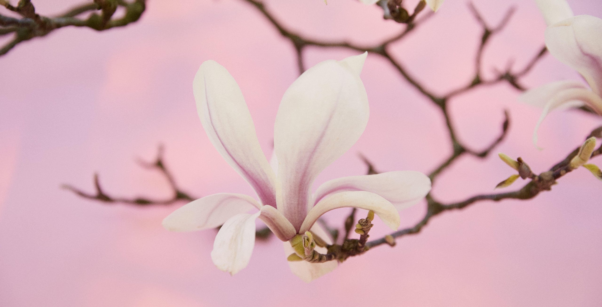 Header_Cosphatec_Magnolia Extract 98