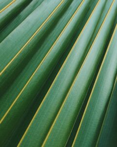 Oilpalm Closeup