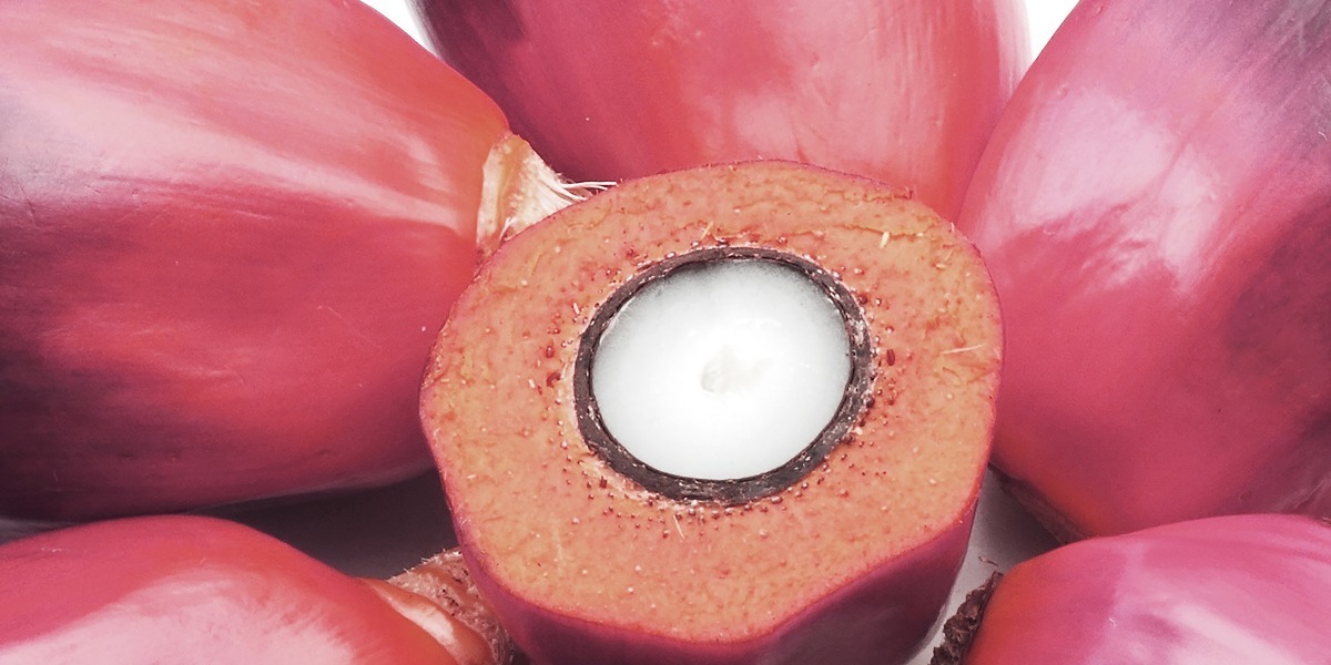 Header_Dicapo natural