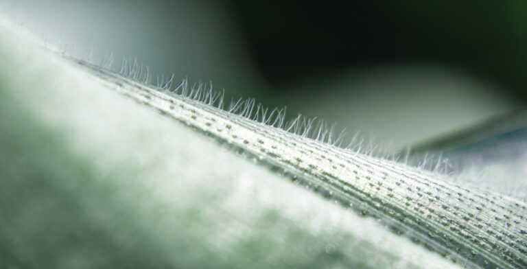 Zinc Lactate natural_Header