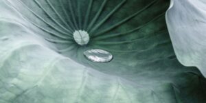 Close-up of a plate-shaped plant leaf with water droplets – Multifunctionals