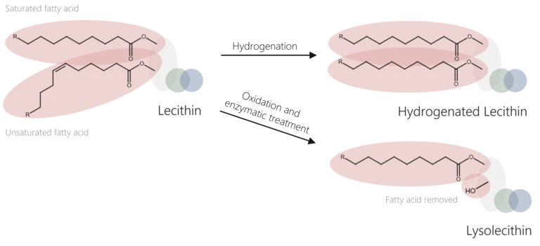 Lecithin types and modification