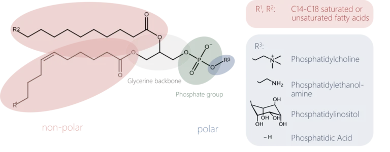 Phospholipid structures